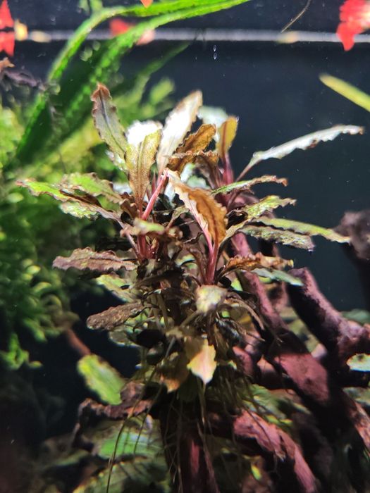 Bucephalandra !!!