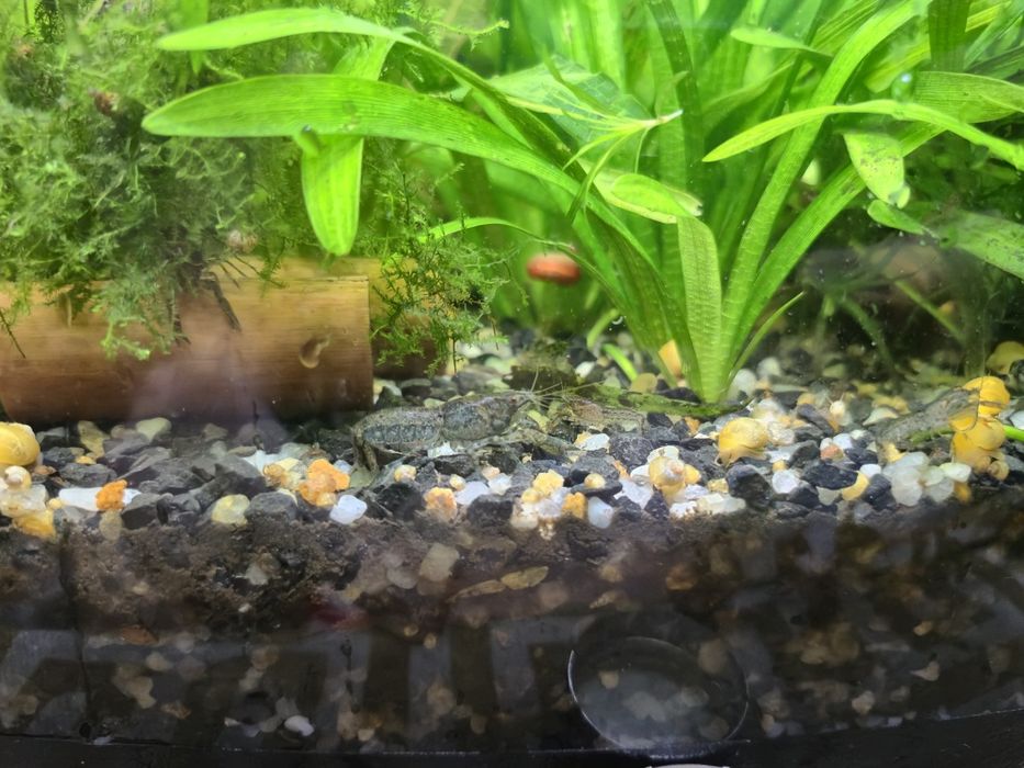 Карликовый болотный рак