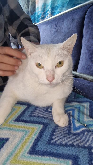 Gato Branco Khao Manee adoção Castrado