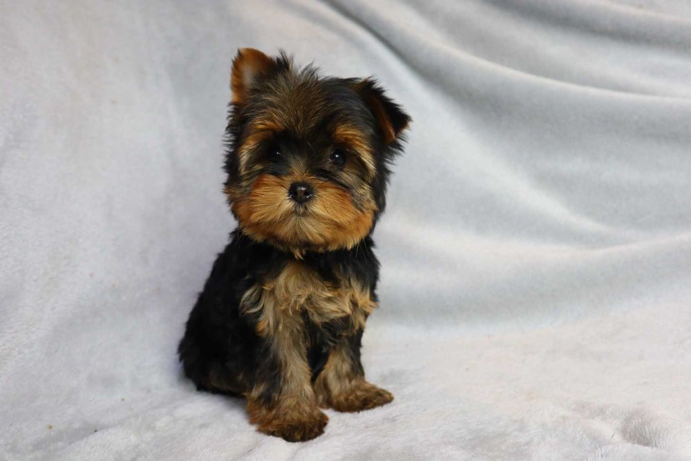 Yorkshire Terrier - szczenię ( york )
