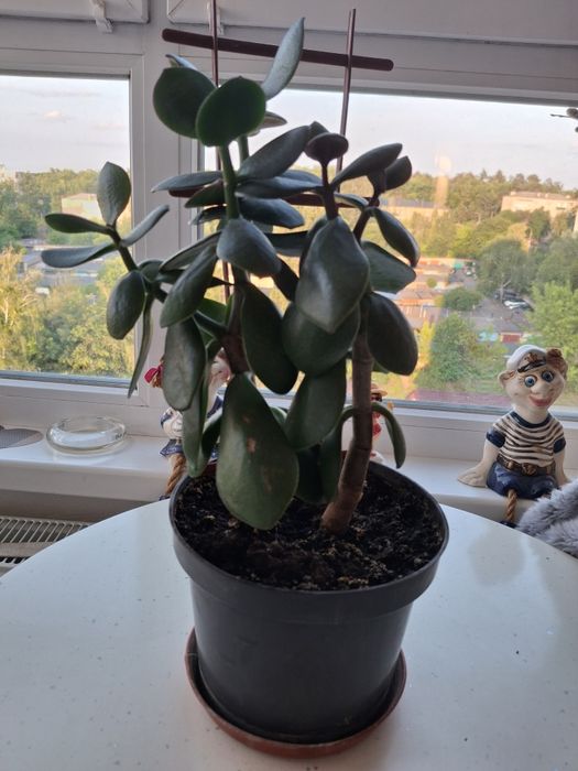 Грошове дерево Товстянка