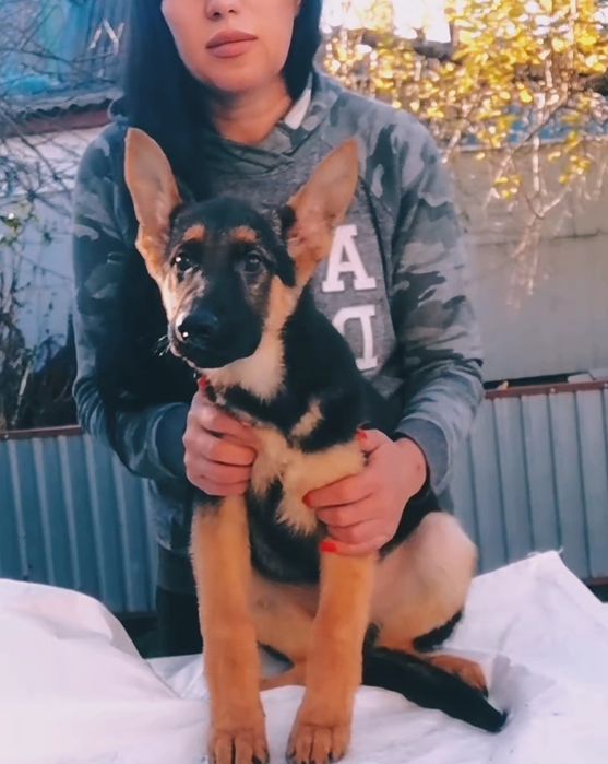 Щенки Немецкой овчарки 3 месяца.