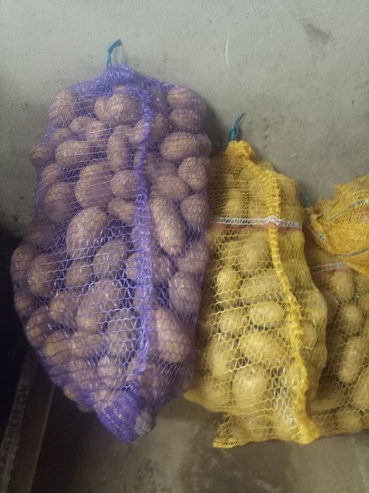 Sprzedam ziemniaki odmiana otolia i Queen Anna