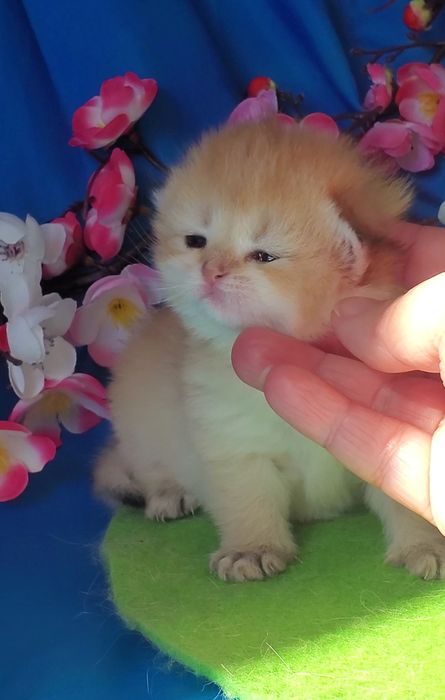 Очень нежные лапульки, ручные котята золотая шиншилла