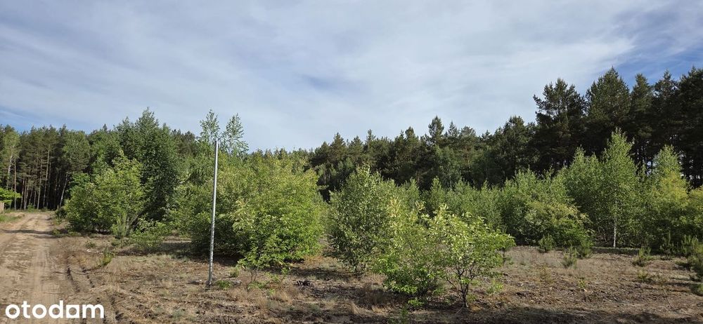 Działka budowlana 2250 m² blisko lasu