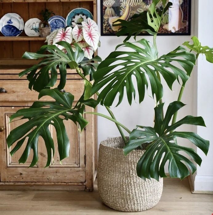 Монстера велика Фікус Бенжаміна