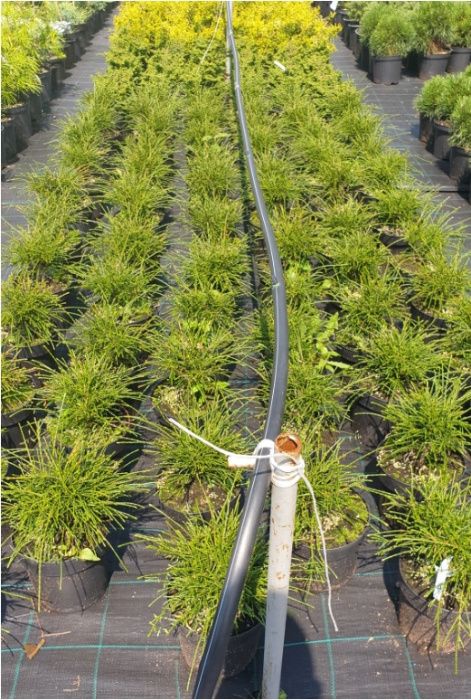 Żywotnik whipcord tuja krzewy ozdobne