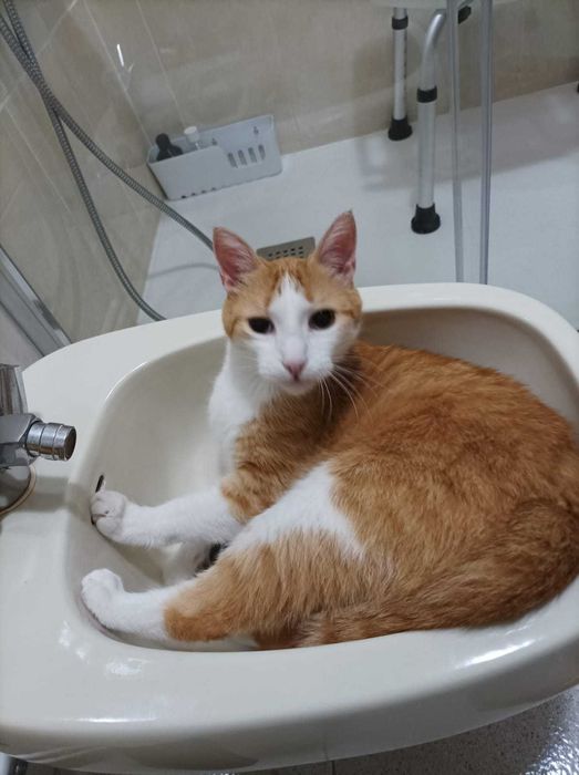 CASTRADO | Gato procura URGENTEMENTE Família de Acolhimento Definitivo