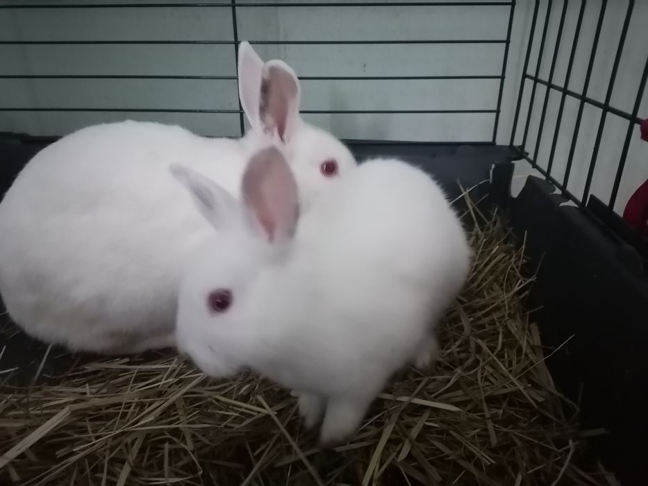 Sprzedam królika miniaturkę