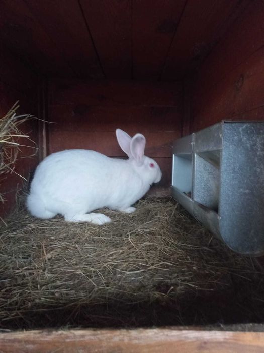 króliki termondzkie