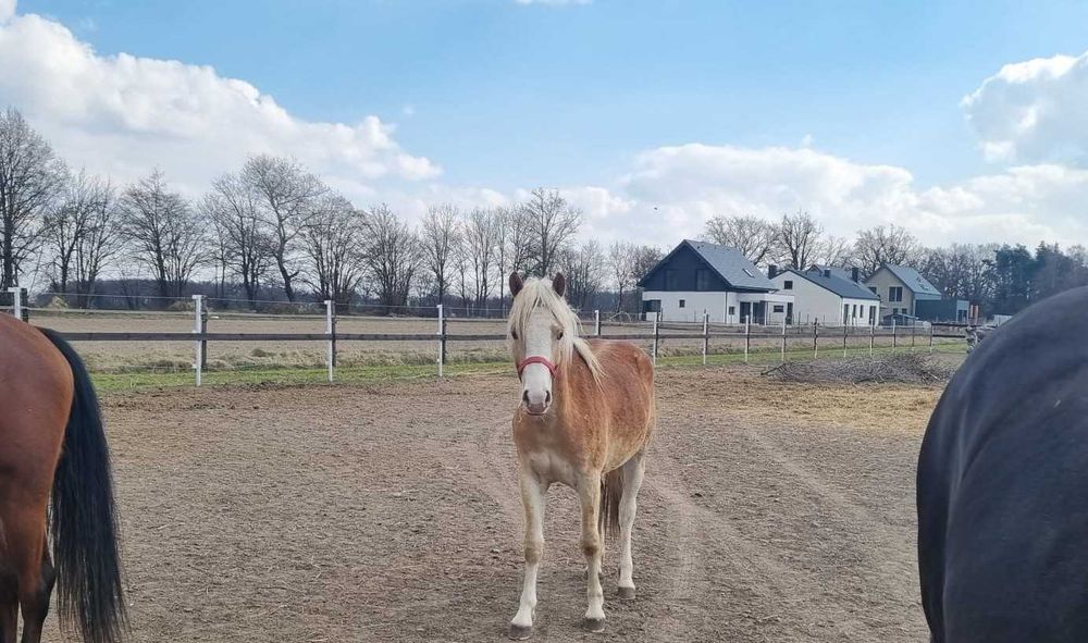 urodziwa 2 letnia klacz haflinger