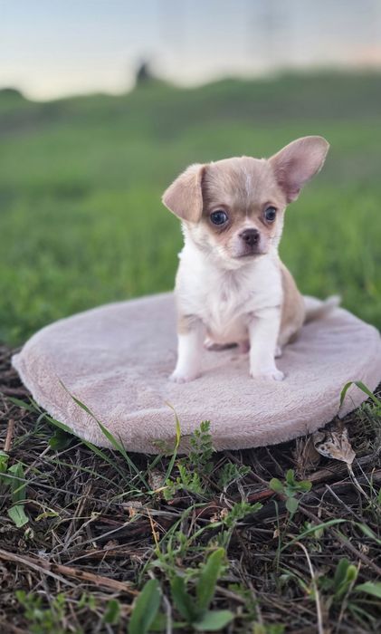 Chihuahua Miniatura Macho Pelo Curto