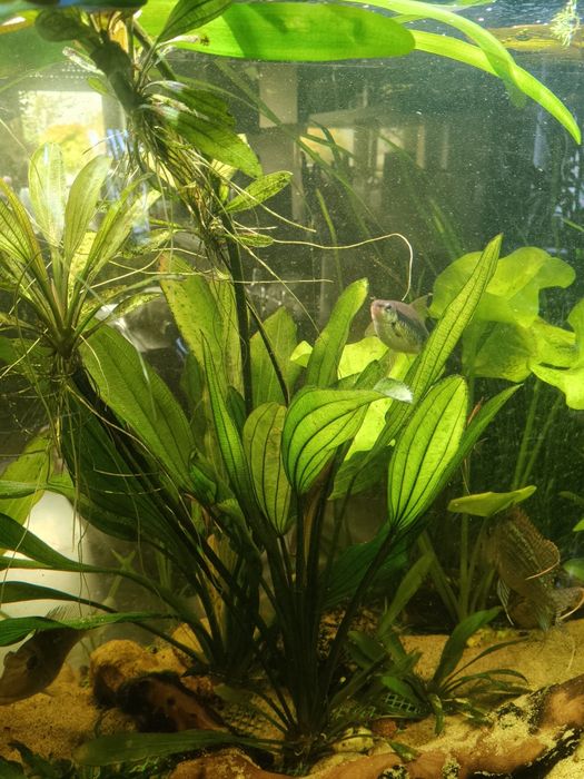 Żabienice-echinodorus