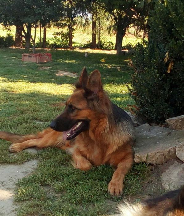 Owczarek niemiecki dorosła suczka