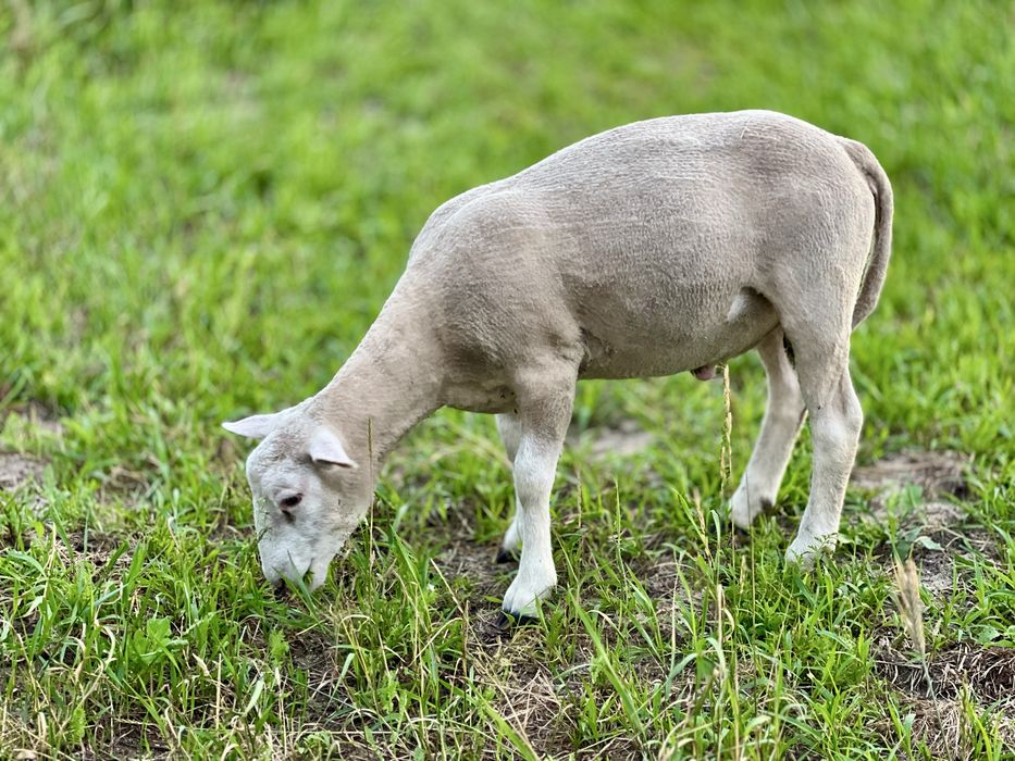 Owce tryki do rozrodu Fryz Texel Białogłowa