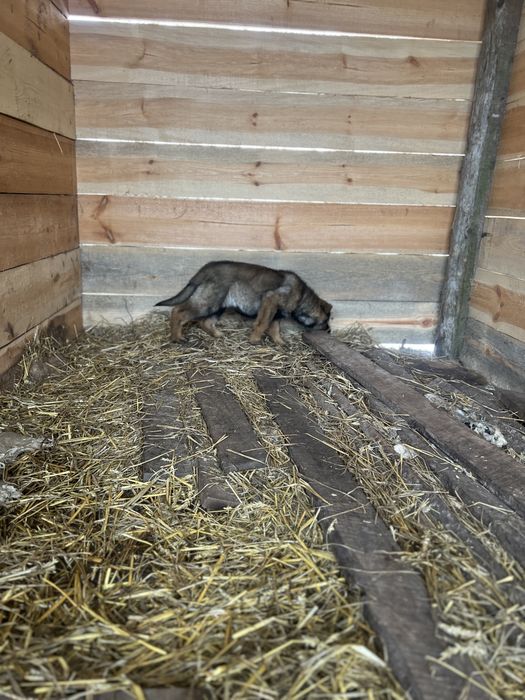 Продам цуценят німецькоі вівчарки