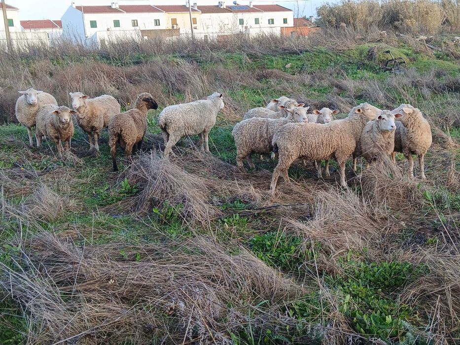 Lot 10 burregas merinas e crusadas