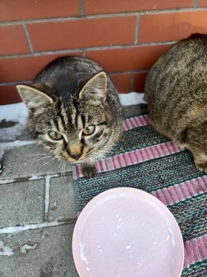 Cudna kicia szuka domku