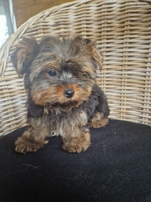 Yorkshire Terrier Piesek