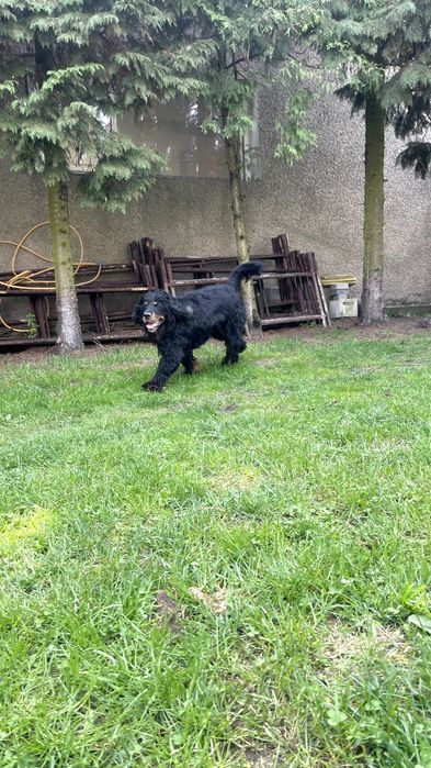 Czarek w typie Spaniela do adopcji