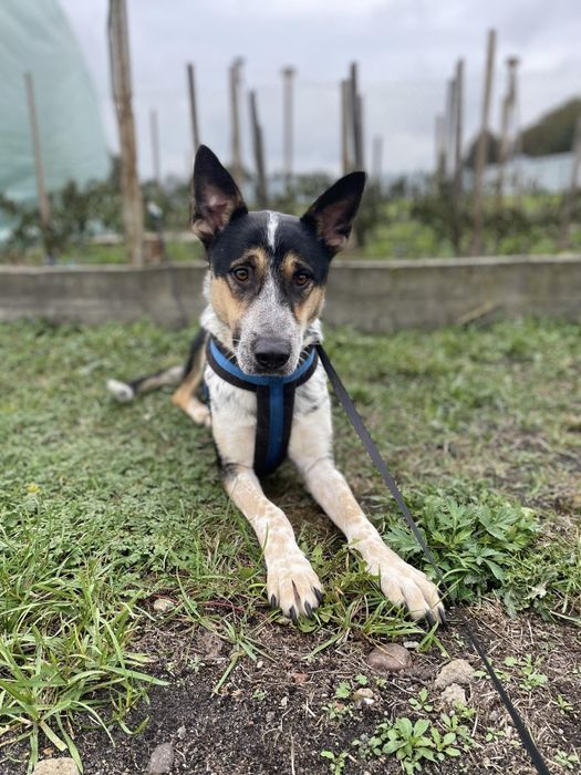 Baster pies do adopcji