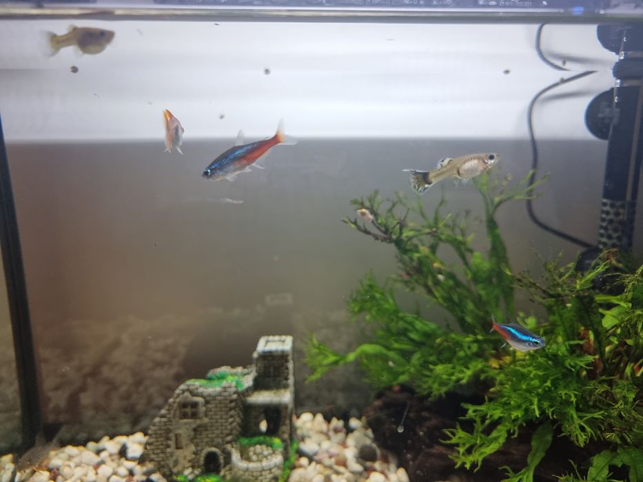 Aquario de agua quente 60L