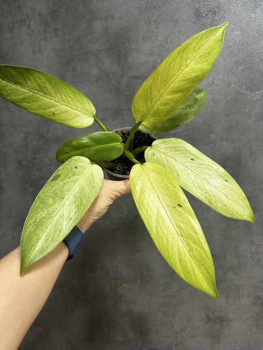 Філодендрон whipple way mint