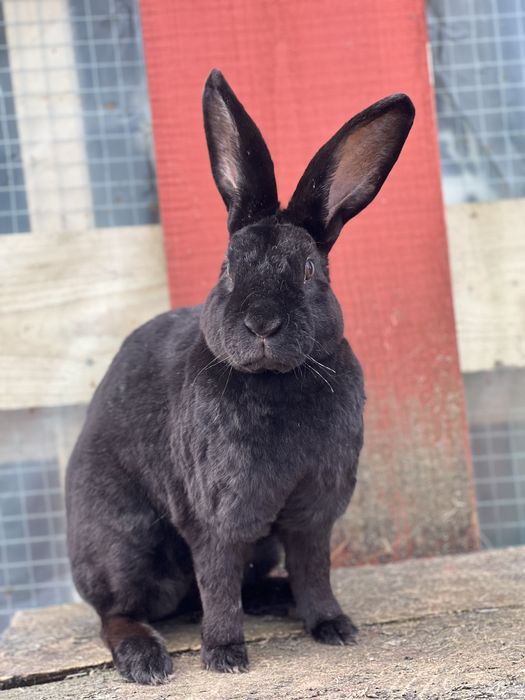 Samica samice rex czarny dorosłe