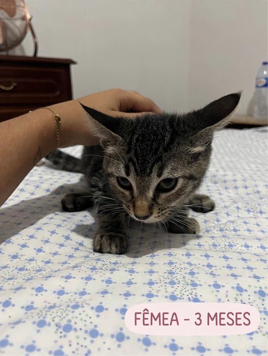 Gatos para adocao