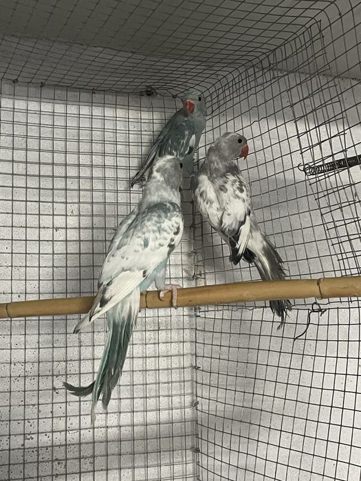 Ring neck malhados azuis e cinzento