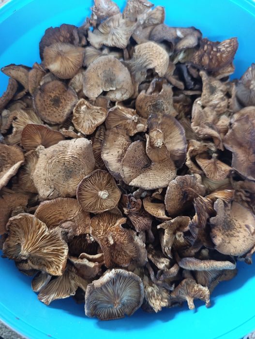 Opieńki opieńka suszona