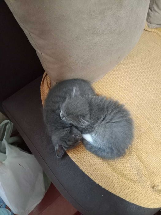 Віддам кошенят в добрі руки