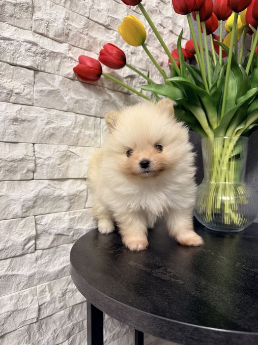 Померанський шпіц