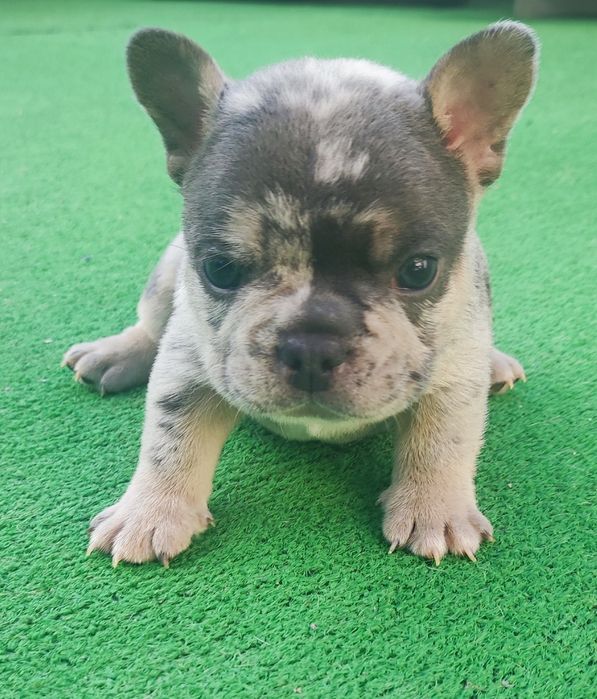 Bulldog francês macho blue Merle tan
