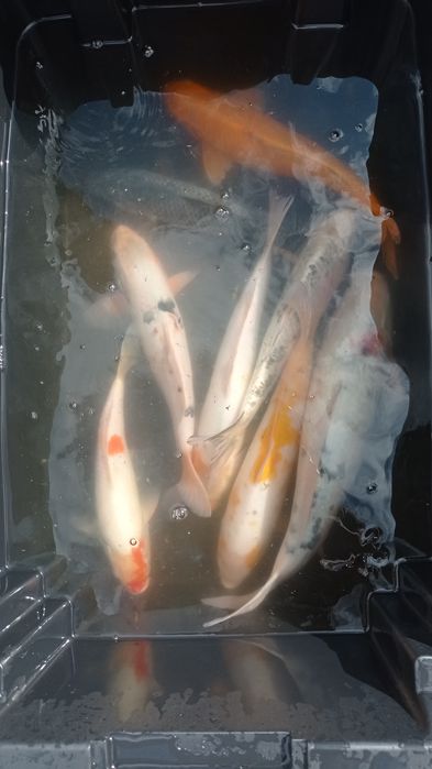 Carpas koi reprodutoras