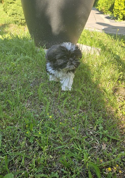 Shih Tzu Szczeniak