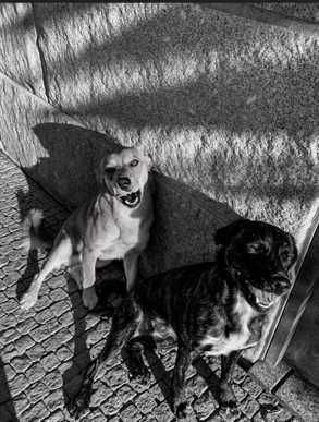 A prenda que ninguém pode comprar: adote amor para a vida! SEPARADOS!