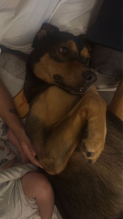 Cão (para adoçao)