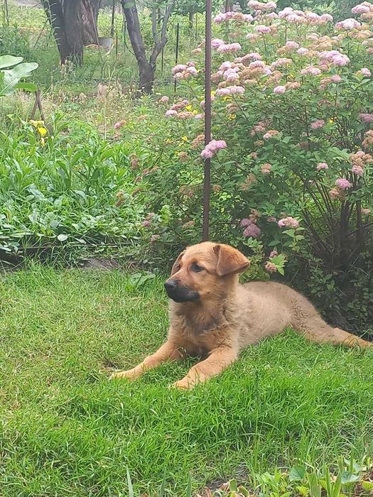 Продам цуценя німецької вівчарки