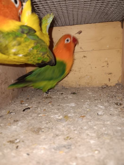 Agapornis fishers