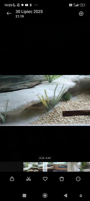 Gekon Lamparci Terrarium