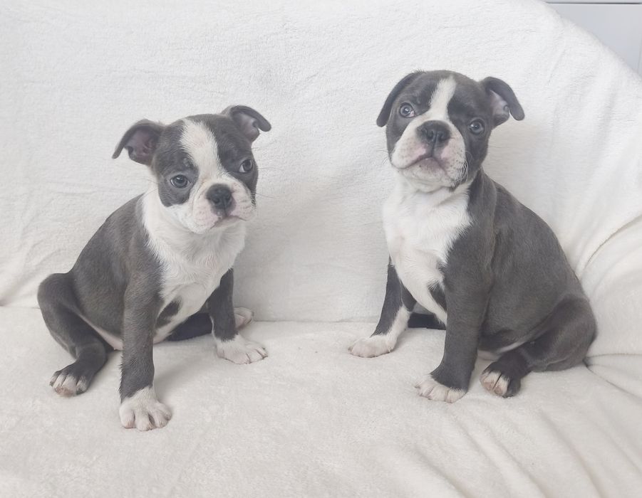 Boston Terrier niebieska suczka.