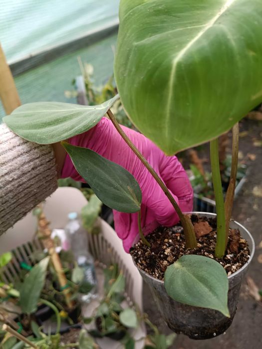 philodendron Gloriosum