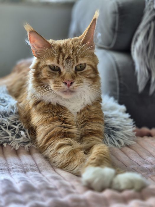 Kotka Maine coon Candy z 2024r. Po sterylizacji