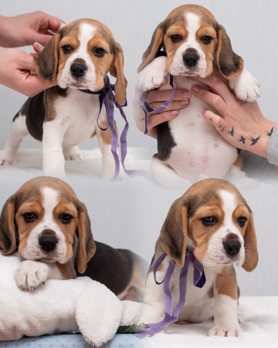 Цуценята бігля - 2 місяці