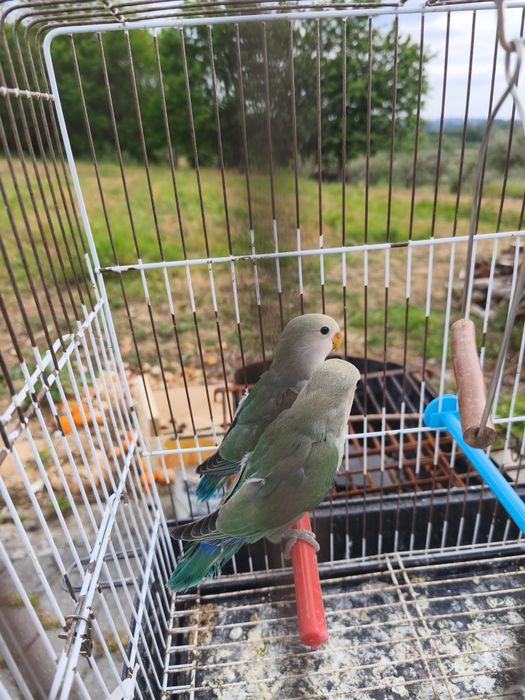 2 fêmeas agapórnis 1 piriquito