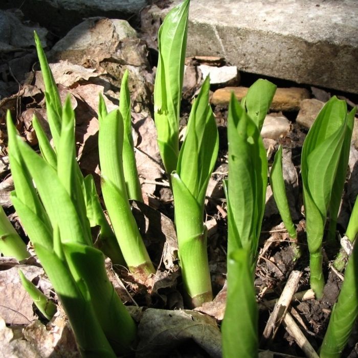 Hosta funkia sadzonki