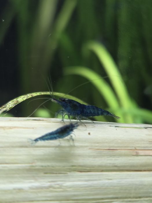 Niebieskie Krewetki Neocaridina Blue Velvet