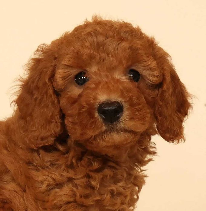 Goldendoodle disponível