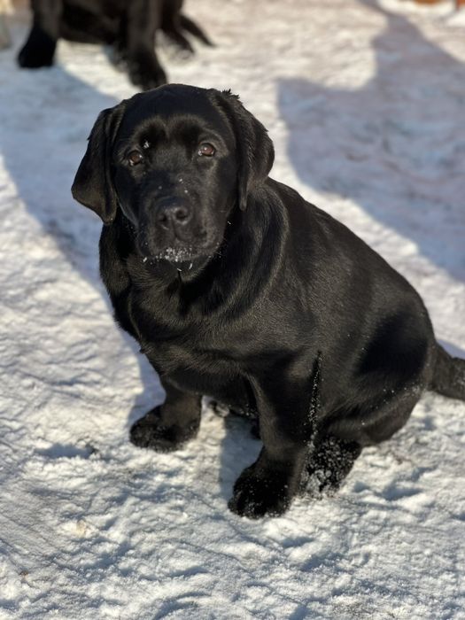 Цуценя лабрадор ретривер. Хлопчик